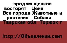 продам щенков восторят › Цена ­ 7 000 - Все города Животные и растения » Собаки   . Тверская обл.,Торжок г.